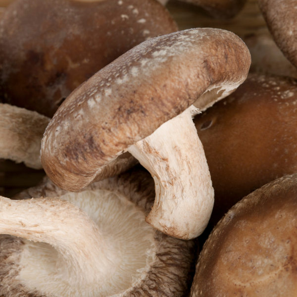 Fresh Shiitake Mushrooms - Local