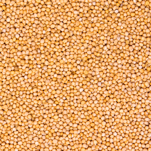 Yellow Mustard Seeds - Organic