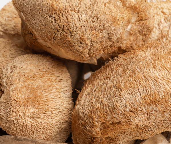 Dried Lion's Mane Mushrooms