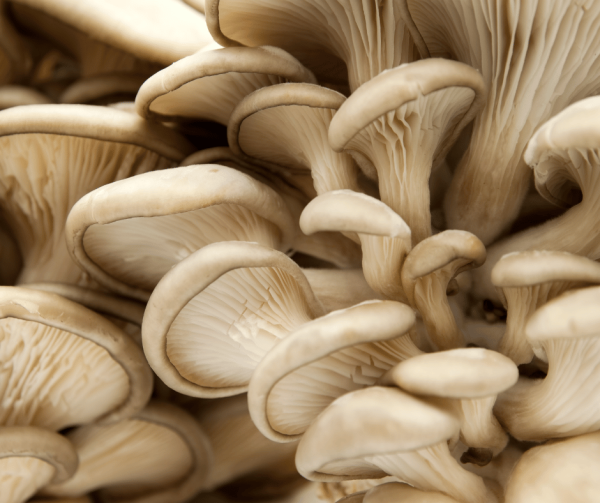 Fresh Grey Oyster Mushrooms - Local