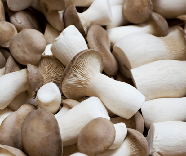 Fresh King Oyster Mushrooms - Local