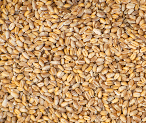 Wholegrain Barley
