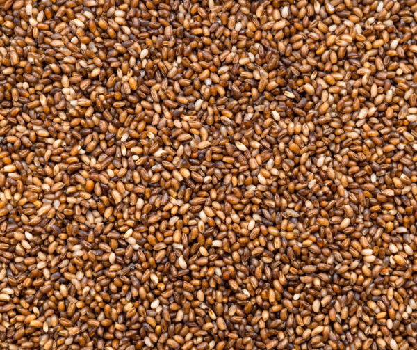 Brown Teff