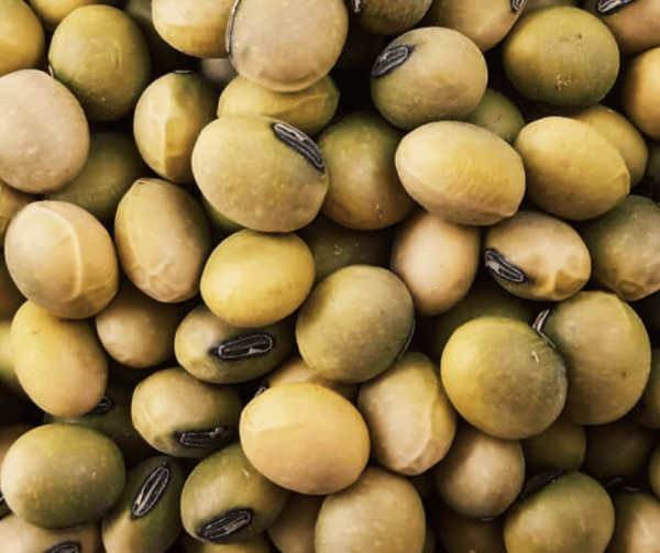 Premium Soya Beans - Non GMO
